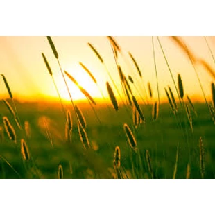 Természetes megoldások nyári problémákra