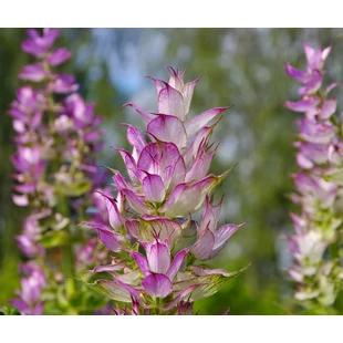 Tavaszi Aroma ABC második rész. Virágvizek és zsíros növényi olajok.